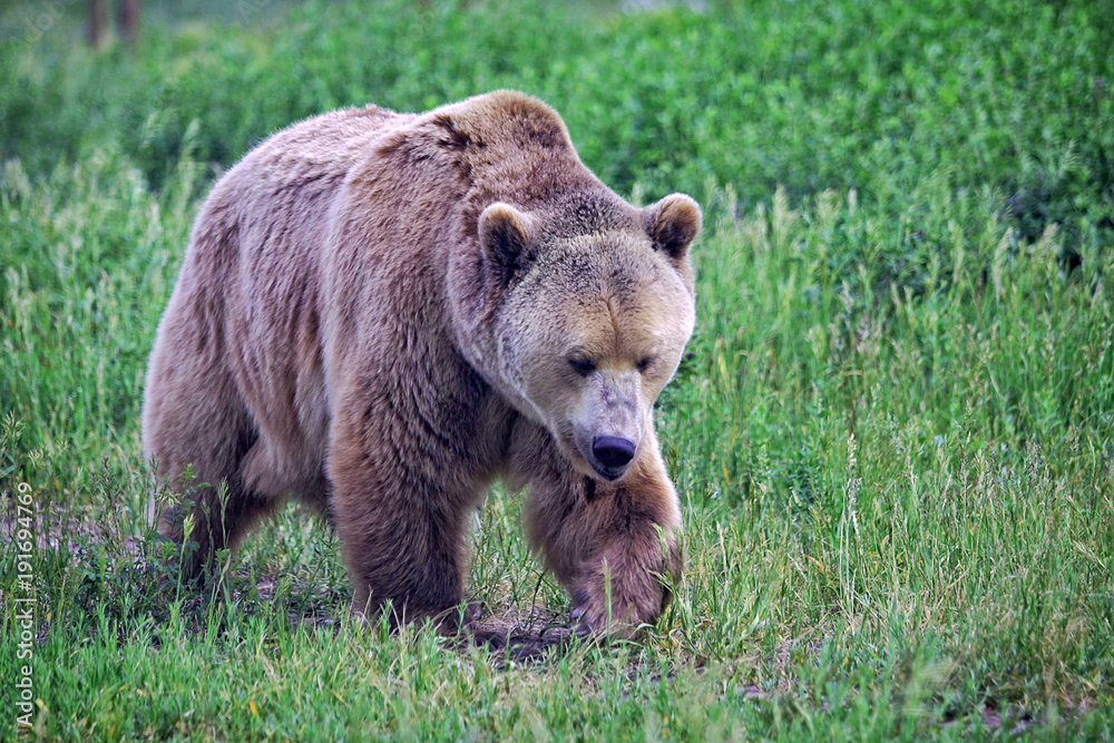 Fototapeta premium Grizzly bear with head down walks along a grassy trail.