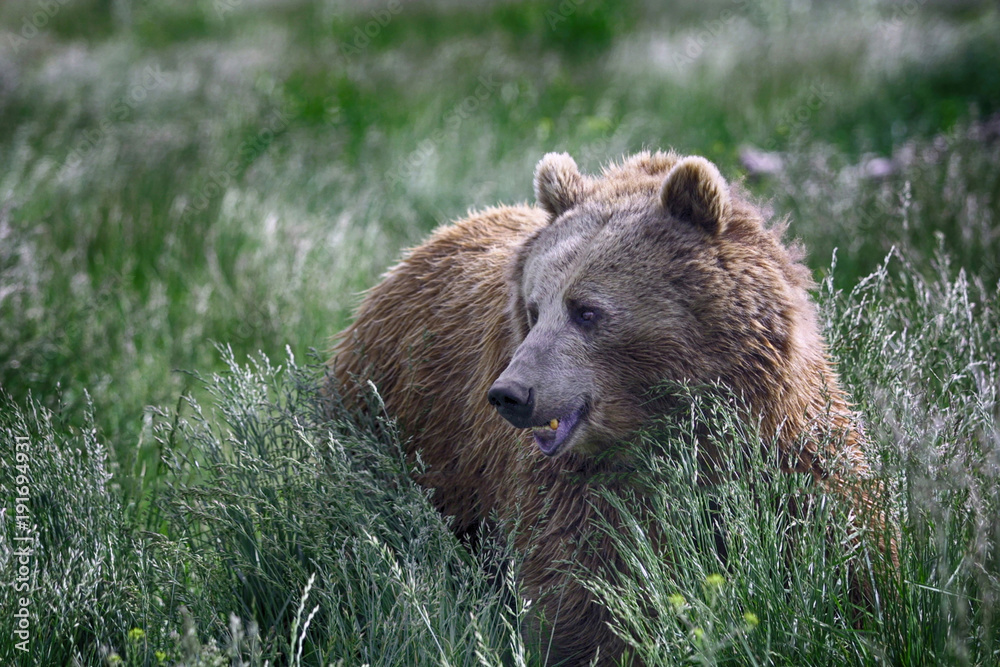 A grizzly bear growls