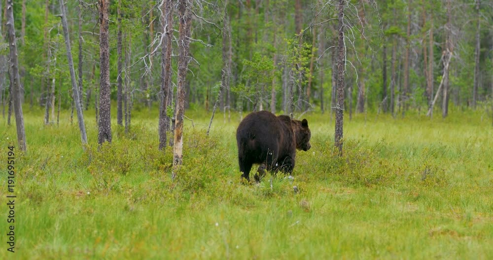 Wild adult brown bear walking into the forest Wild adult brown bear walking into the forest