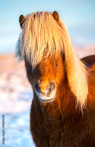 Portrait of an icelandic horse with a beatiful blonde mane