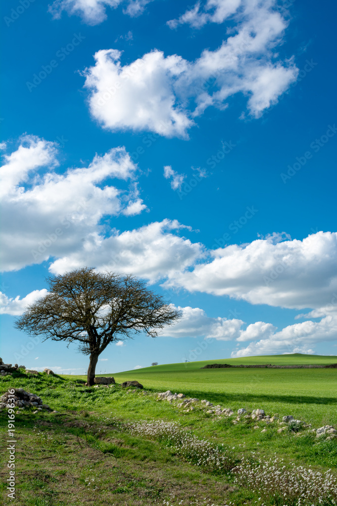 Vertical View of a Countryside Landscape With Two Trees and a Green Flowered Meadow at the End of Winter Before Spring on Cloudy Sky Background Vertical View of a Countryside Landscape With Two Trees and a Green Flowered Meadow at the End of Winter Before Spring on Cloudy Sky Background