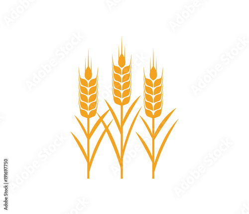 vector logo design and elements of wheat grain, wheat ears, wheat seed, or wheat rye