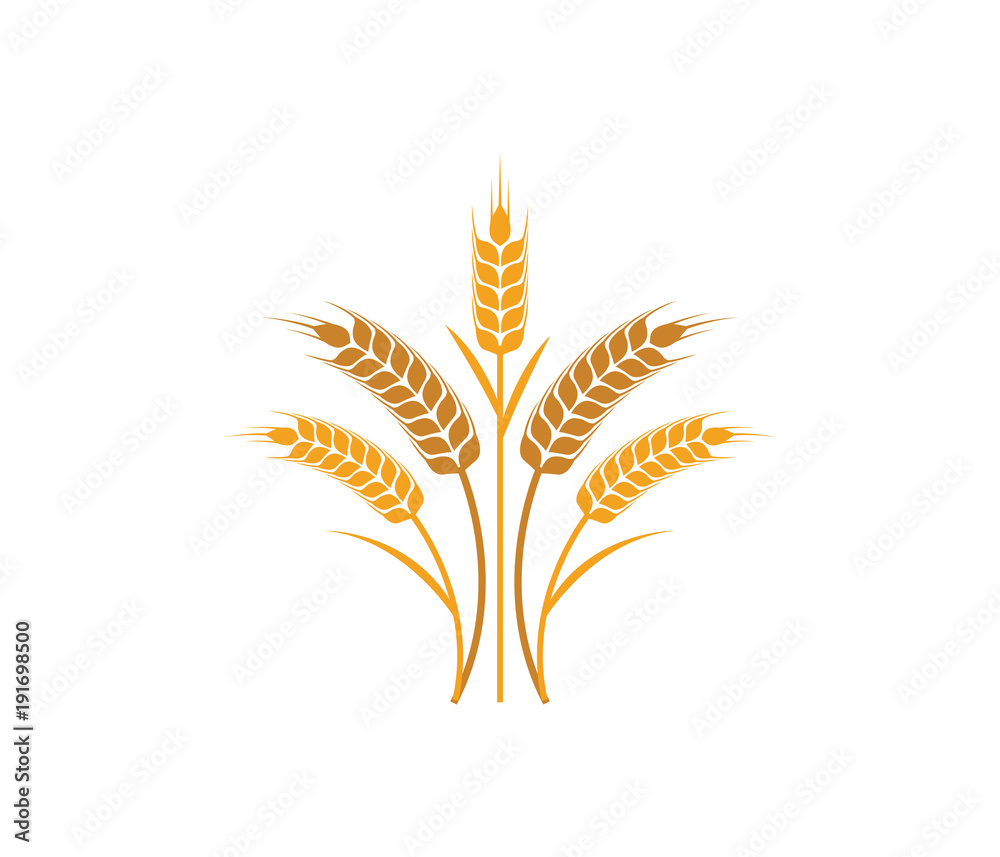 vector logo design and elements of wheat grain, wheat ears, wheat seed, or wheat rye vector logo design and elements of wheat grain, wheat ears, wheat seed, or wheat rye