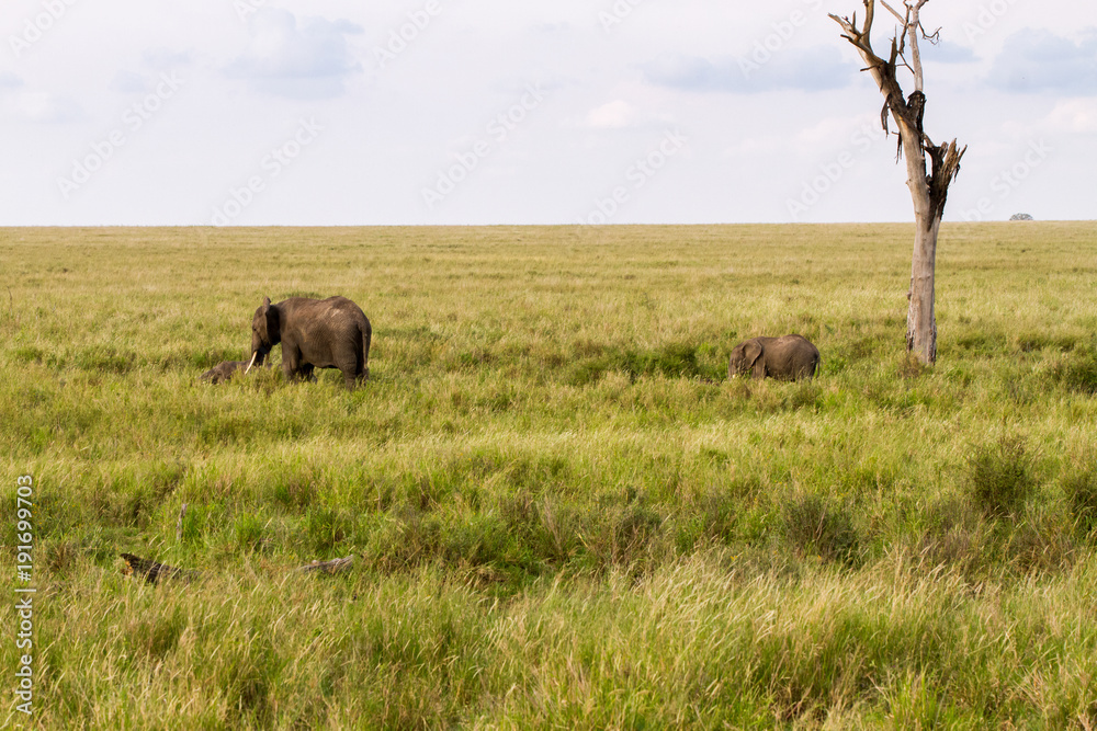 African elephants (Loxodonta africana) in Serengeti National Park, Tanzania African elephants (Loxodonta africana) in Serengeti National Park, Tanzania