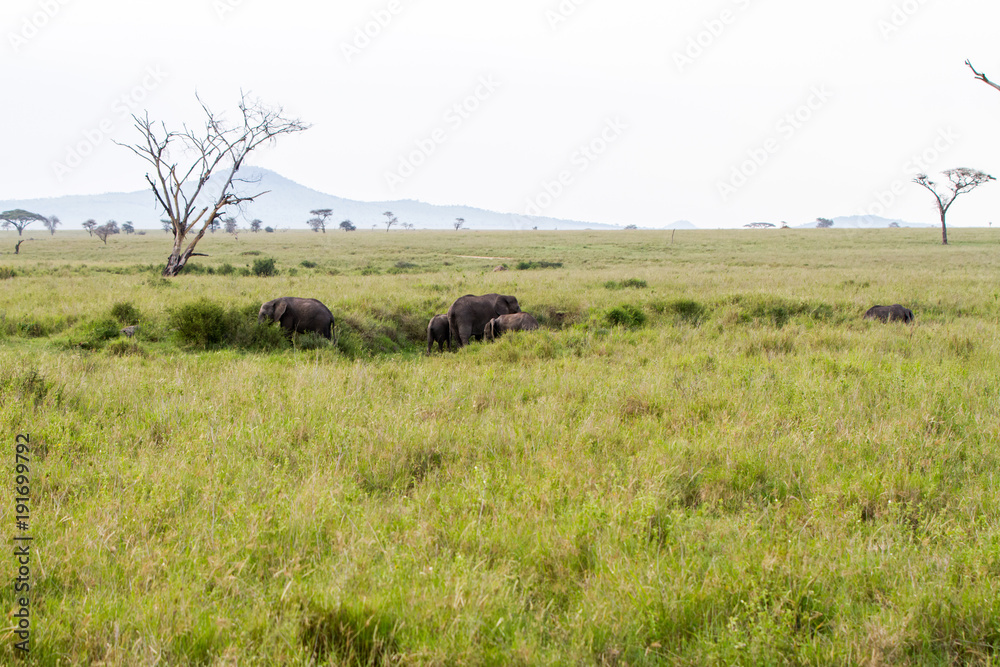 African elephants (Loxodonta africana) in Serengeti National Park, Tanzania