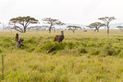 African elephants  Loxodonta africana  in Serengeti National Park  Tanzania