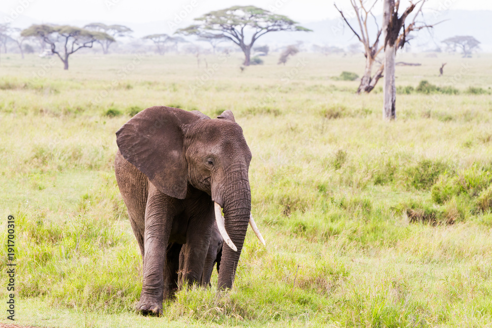 African elephants (Loxodonta africana) in Serengeti National Park, Tanzania 