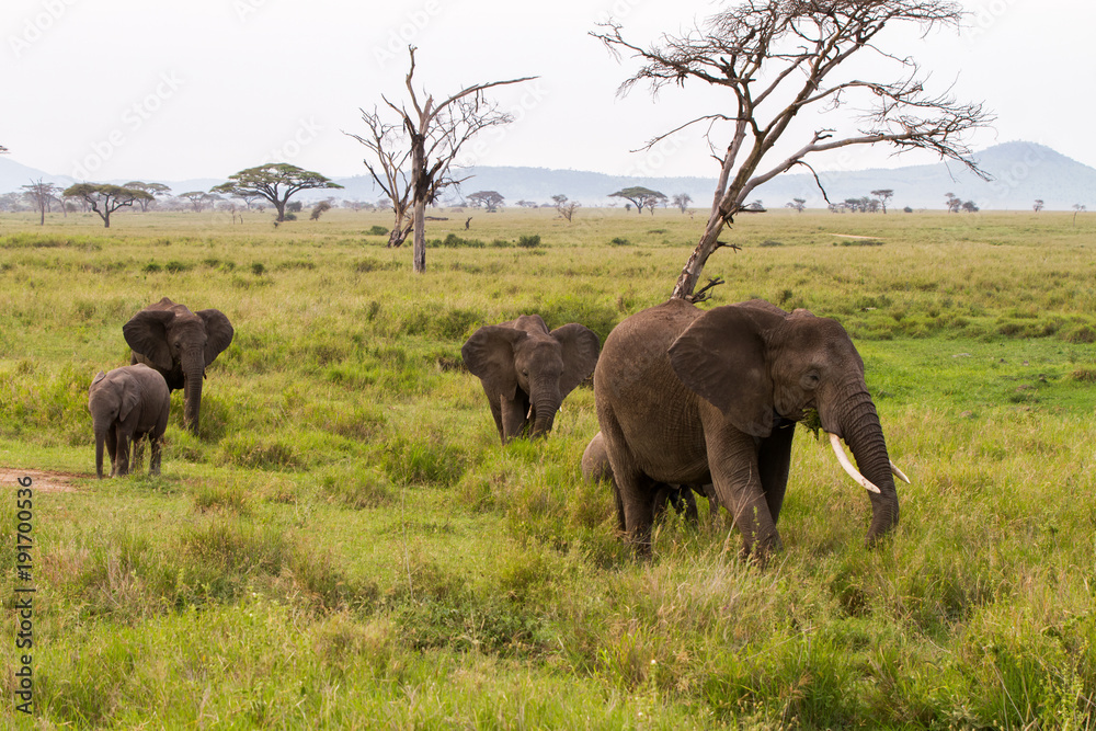 African elephants (Loxodonta africana) in Serengeti National Park, Tanzania 