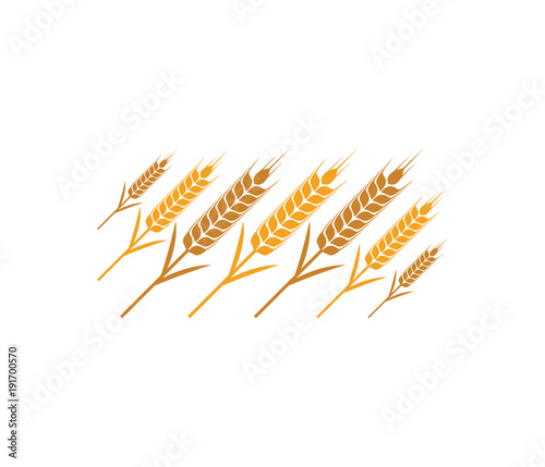 vector logo design and elements of wheat grain, wheat ears, wheat seed, or wheat rye