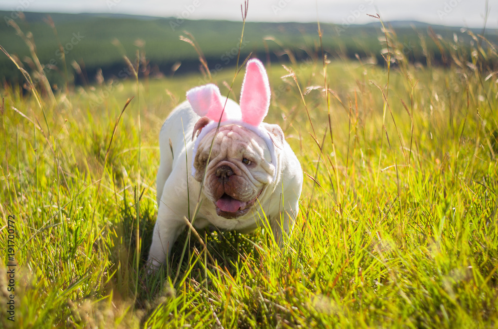 Great concept of Easter. Cute English bulldog breed dog dressed as Easter bunny running on the lawn. Great concept of Easter. Cute English bulldog breed dog dressed as Easter bunny running on the lawn.