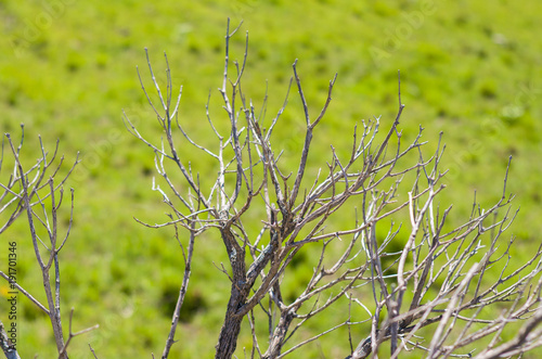 Dry twigs on green background