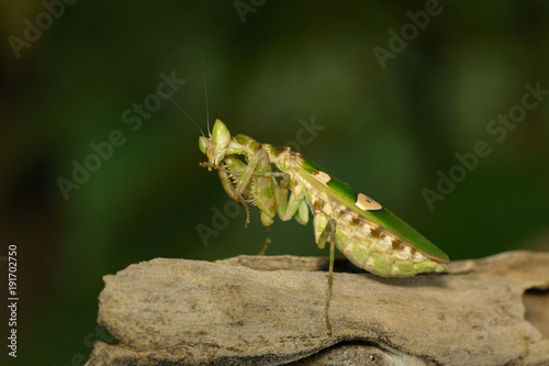 Image of Flower mantis(Creobroter gemmatus) on nature background. Insect Animal photo