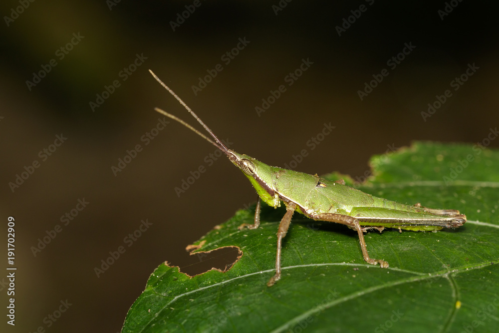 Green-blul-legged Slant-faced Grasshopper / Pseudomorphacris hollisi. Insect. Animal Green-blul-legged Slant-faced Grasshopper / Pseudomorphacris hollisi. Insect. Animal