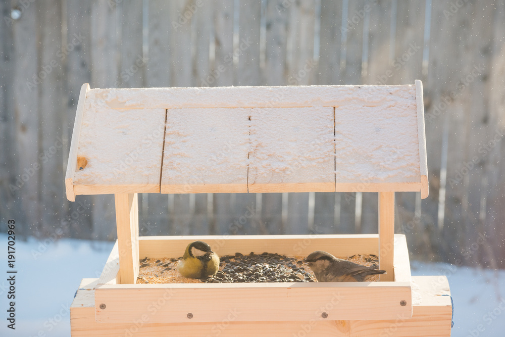 Naklejka premium The titmouse eats in the trough