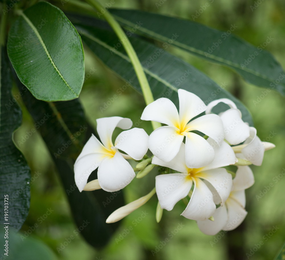 Obraz premium Frangipani flowers