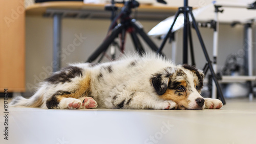 Fototapeta Naklejka Na Ścianę i Meble -  Cute little dog