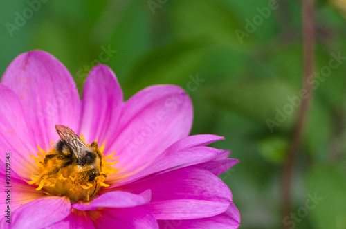 bee, covered in pollen, collecting nectar from flower purple Dahlia