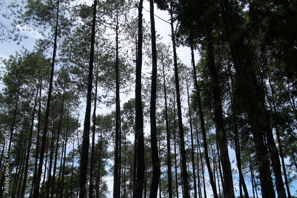 Fototapeta premium pine trees seen from below