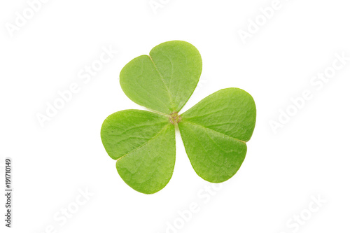 green clover leaf isolated on white background