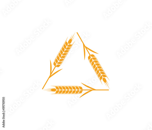 vector logo design and elements of wheat grain, wheat ears, wheat seed, or wheat rye