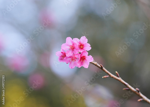 Sakura  Cherry blossoms japan  Pink spring blossom background.