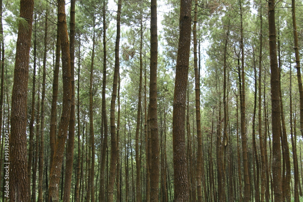 Fototapeta premium scenery in the pine forest.