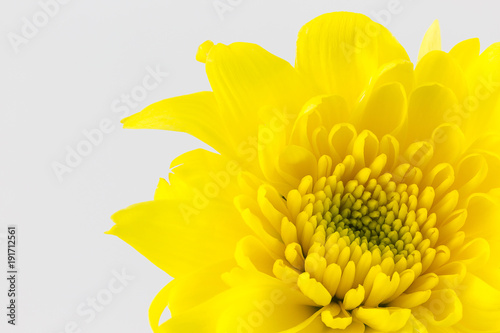chrysanthemum yellow flower isolated