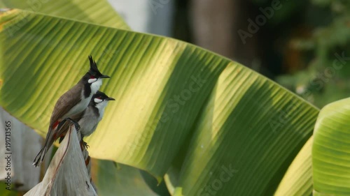 two red-whiskered bulbul are standing and flying from the banana leaf