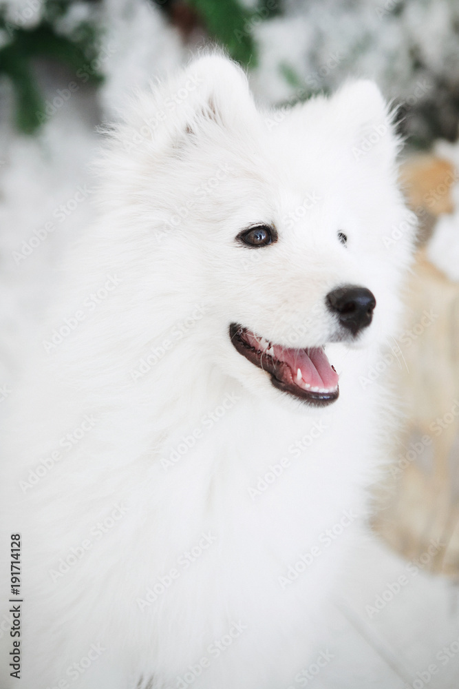 Portrait of a soft White Dog
