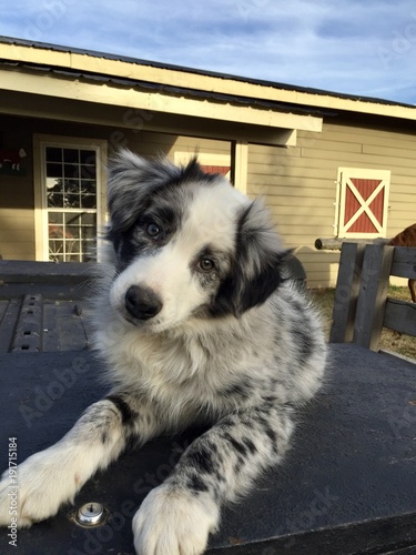 australian shepherd puppy cattle dog photo
