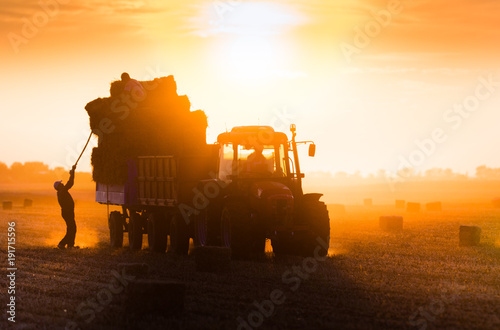 Farmer throw hay bales in a tractor trailer