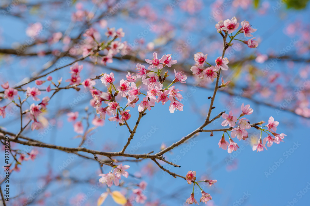 sakura sakura