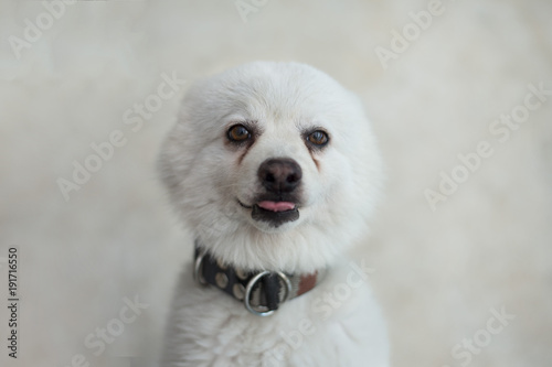 Fototapeta Naklejka Na Ścianę i Meble -  Japanese Spitz dog staring at camera