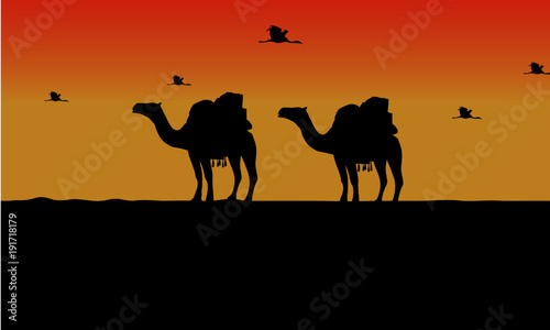 camel and bird