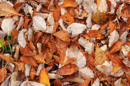 Autumn leaves with white leaves