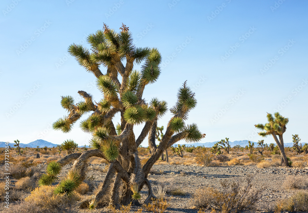 Joshua Tree and forest in the Mojave National Preserve, southeastern California, United States Joshua Tree and forest in the Mojave National Preserve, southeastern California, United States
