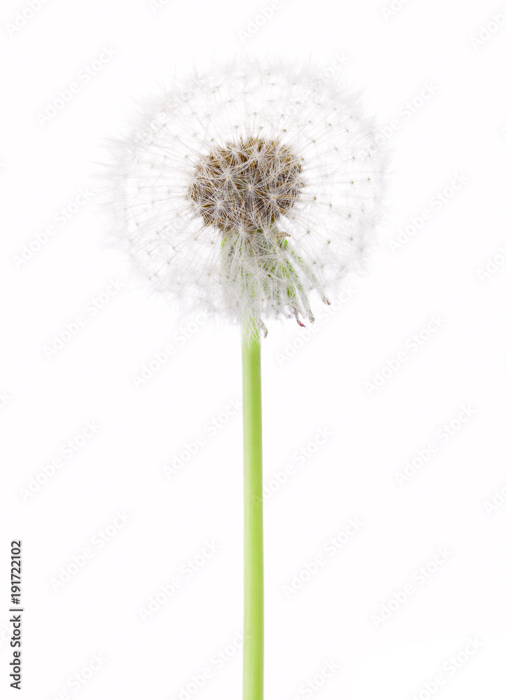 Dandelion ( seed head)  isolated on white background.