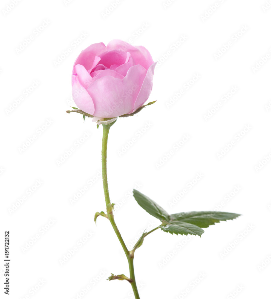 Obraz premium Light pink rose isolated on white. Tea rose