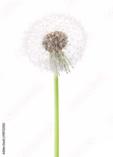 Dandelion   seed head   isolated on white background.
