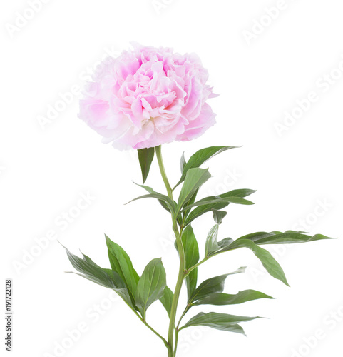  Light pink peony isolated on white background.