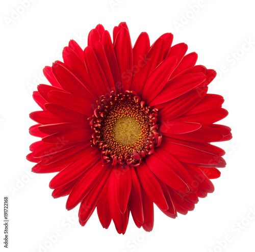 Bright red Gerbera flower isolated on white background.