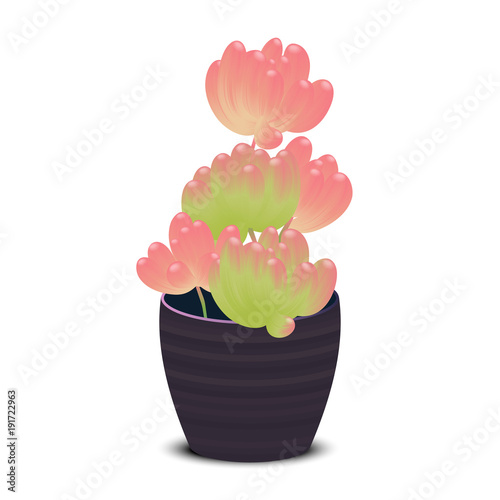 Green and red Sedum Rubrotinctum or jelly bean plant in dark purple flowerpot