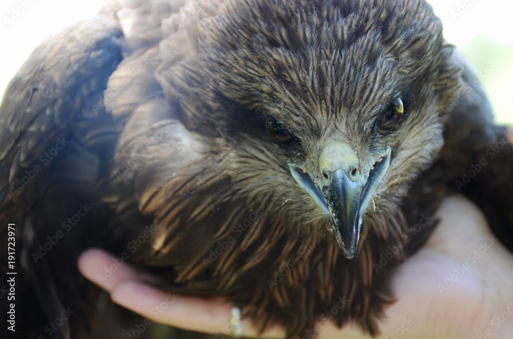 Fototapeta premium Wild bird. Hawk. Predator.