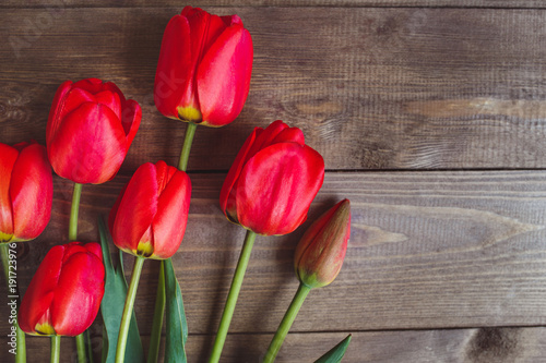Fototapeta Naklejka Na Ścianę i Meble -  Red tulip. Tulips. Flower background. Flowers photo concept. Holidays photo concept. Copyspace