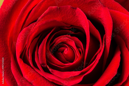 Fototapeta Naklejka Na Ścianę i Meble -  romantic, color, beautiful, floral, beauty, plant, romance, valentine,love, nature, rose, flower, red, macro
