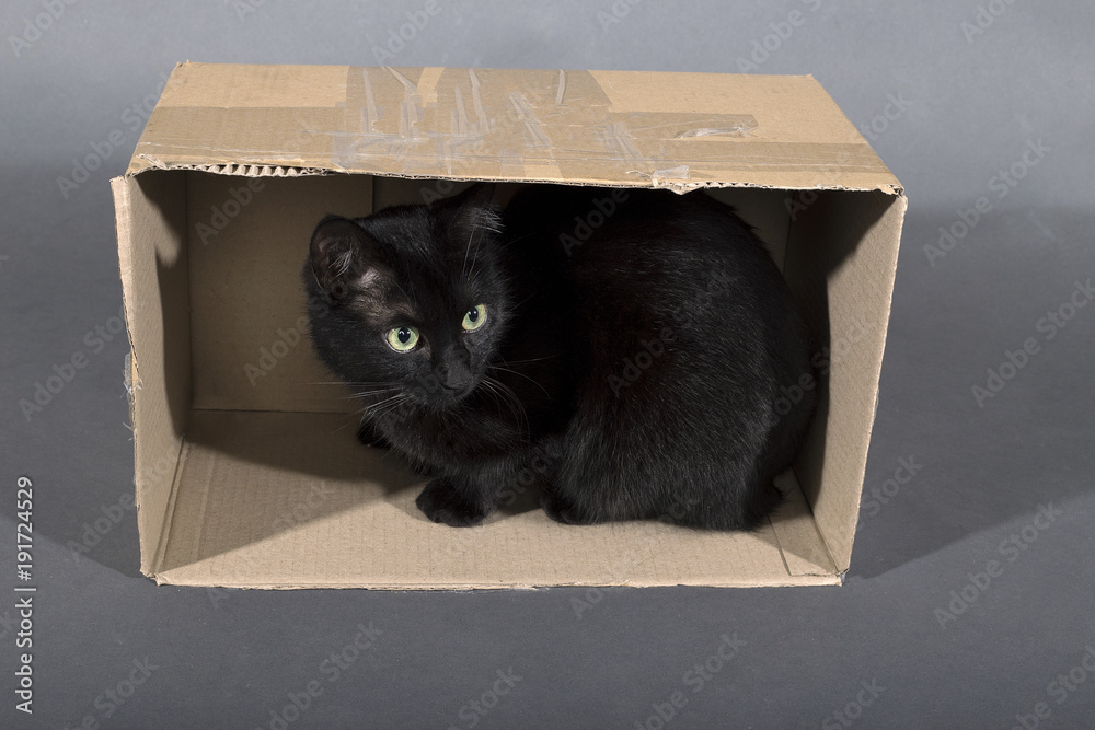 Black cat on a black background animal in a box