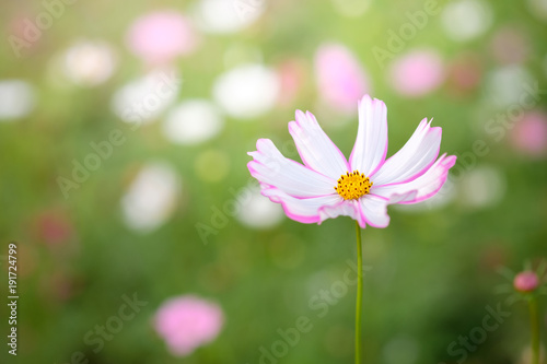field of blooming pink and white cosmos flower
