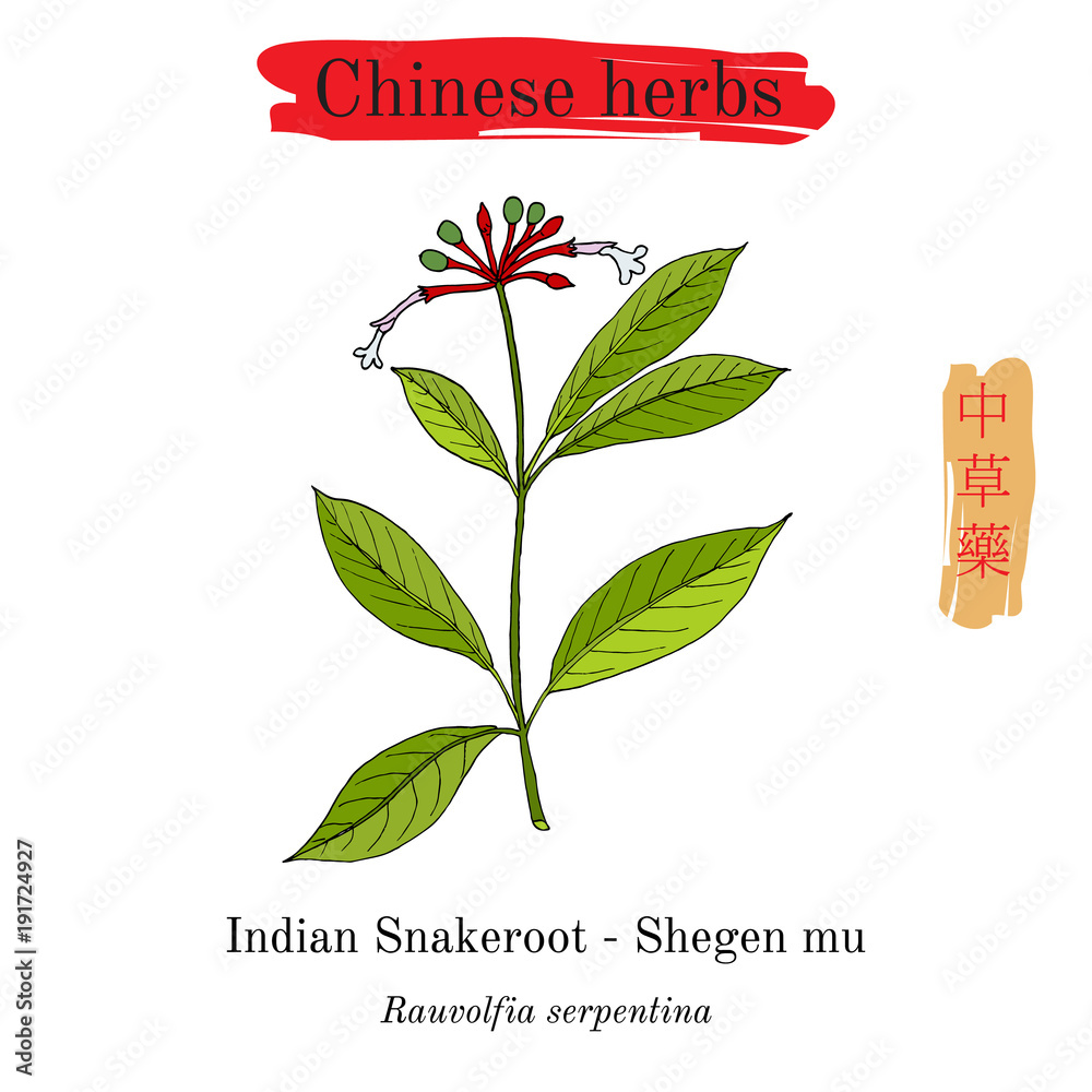 medicinal herbs of china. indian snakeroot rauwolfia serpentina