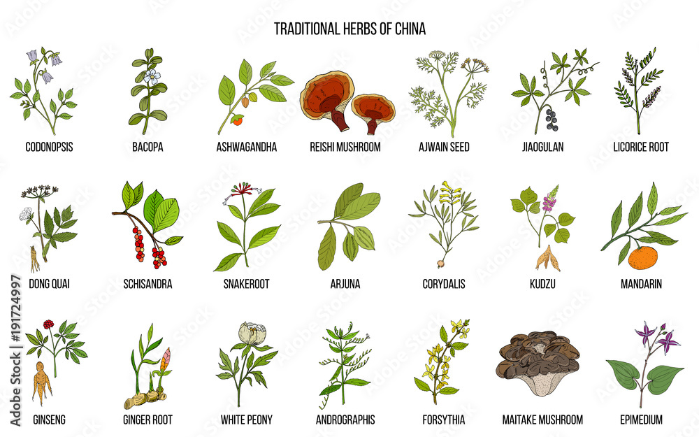 Fototapeta premium Chinese traditional medicinal herbs