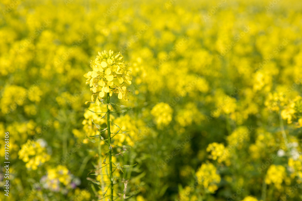 yellow canola field yellow canola field